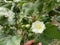 Cotton PlantÂ Gossypium Herbaceum